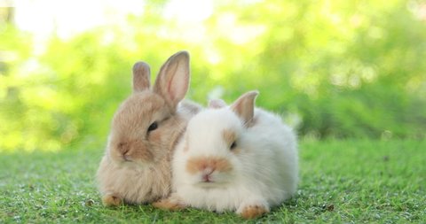 Group of healthy lovely baby bunny easter rabbits on nature background. Cute fluffy rabbits sniffing, looking around, Lovely mammal with beautiful bright eyes in nature life. Symbol of easter day.