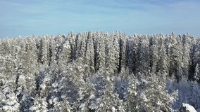 A drone video of a Finnish forest in the winter. The mighty wide views are filled with snowy tree tops as far as the eye can see.