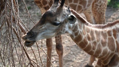 Giraffes eat food during the day