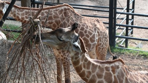 Giraffes eat food during the day