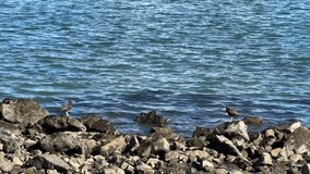 4K HD video of 2 black oystercatchers on rocky shore, both fly away over the water. A conspicuous black bird found on the shoreline of western North America and a species of high conservation concern