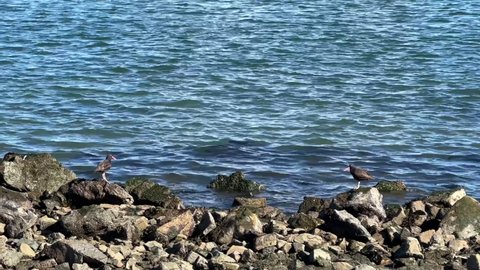 4K HD video of 2 black oystercatchers on rocky shore, both fly away over the water. A conspicuous black bird found on the shoreline of western North America and a species of high conservation concern
