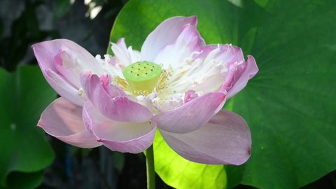 Pink lotus flowers blooming in a small pond 