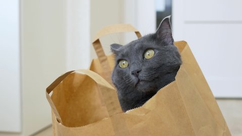 Close-up of a beautiful gray cat sitting in a paper bag from a supermarket, looking at the world with her yellow cat eyes. The life of funny cats with their favorite owners.