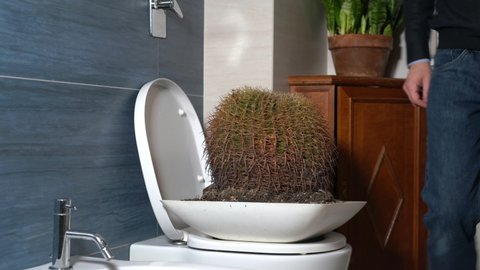 anal fissures and hemorrhoids create drops of blood during defecation with severe pain when going to the bathroom - toilet bowl and man sitting on prickly cactus