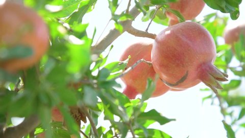 healthy and organic pomegranate tree