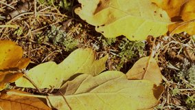acorn and oak leaves in the wood - Powered by Shutterstock - Get 15% off with code: PIKWIZARD15