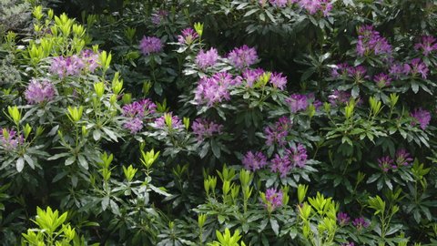 wide pan of a flowering purple rhododendron at the springs on mt wellington in tasmania, australia