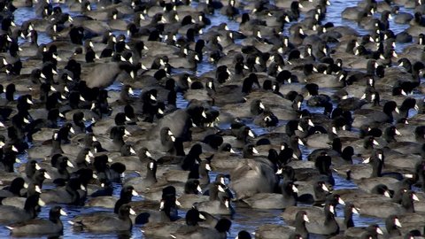 Close-up of a large flock of American coots swimming as a group at Merritt Island NWR in Florida. At times the group seem as one as they move back and forth on the calm water.