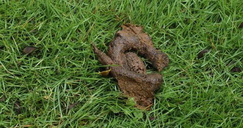 Dog Poop On A Green Lawn