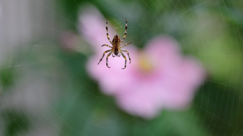 Common Garden Spider eating a fly, Real time, zoom in Royalty-Free Stock Footage #1088171887