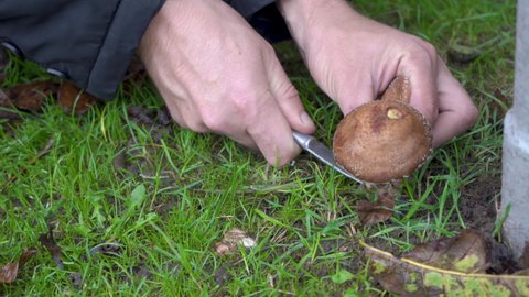 mushroom picking,mushrooms cut with a knife in the forest on the grass
