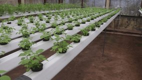 Hydroponic farming with Spinach plants with continuous water circulation - Powered by Shutterstock - Get 15% off with code: PIKWIZARD15