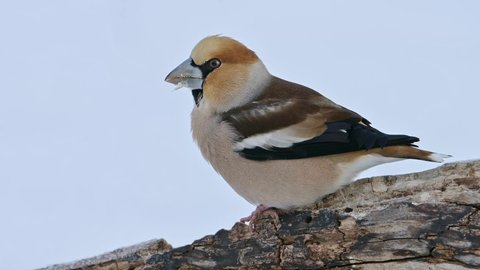 Hawfinch bird close-up (Coccothraustes coccothraustes) eating seeds in the snow on a cold winter day.