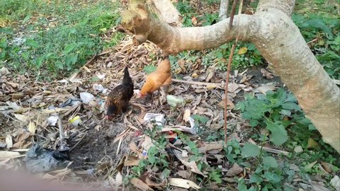 Video showing poultry birds searching for food in domestic waste near a household in Assam