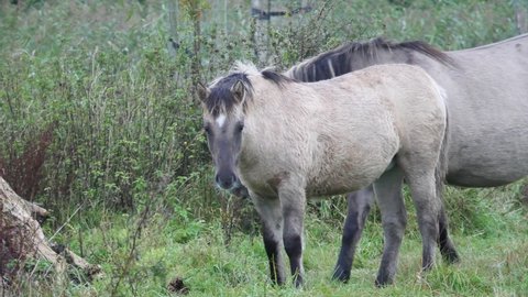 Two wild konik horses in Dutch nature reserve