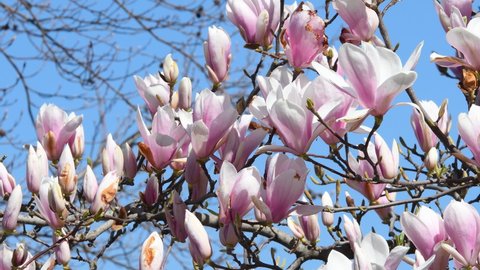 Beautiful pink blooming magnolia tree. Close up of magnolia blossoms in the spring season against blue sky.