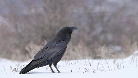 Raven bird (Corvus corax) standing in the snow at mountain meadow.