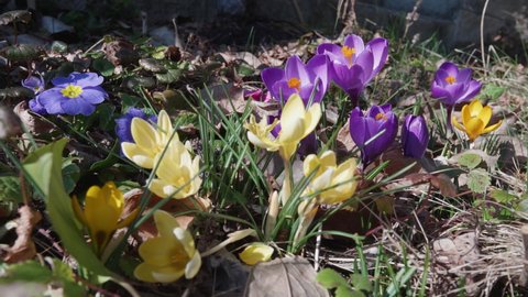spring flowers, purple and yellow crocus in the sunshine between brown leaves - sliding shot moving from left to right and backwards, close up shot, two bees flying around the purple crocus
