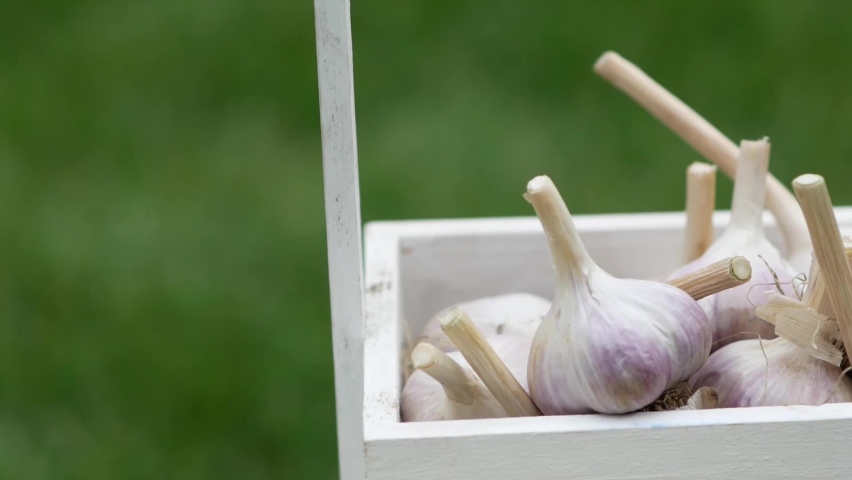 Garlic in a wooden box standing on grass