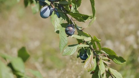 Purple plums on branch growing tree, close-up. Harvest crops plum tree with ripe fruits. Ripe purple plums on a tree