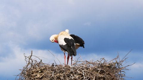 Copulation moment between a pair of white storks (Ciconia ciconia), the male with outstretched wings above the female on a nest of large branches on a lamp post during and winter in Spain