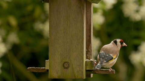 4K slow motion video clip of European Goldfinch eating seeds, sunflower hearts, from a wooden bird feeder in the summer rain in a British garden