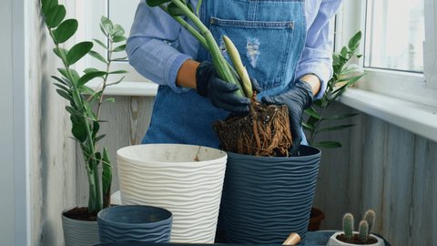 Gardener woman transplants indoor plants and use a shovel on table. Zamioculcas Concept of plants care and home garden. Spring planting