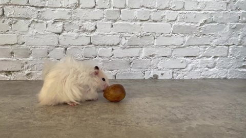 White golden hamster plays with avocado pit on the table
