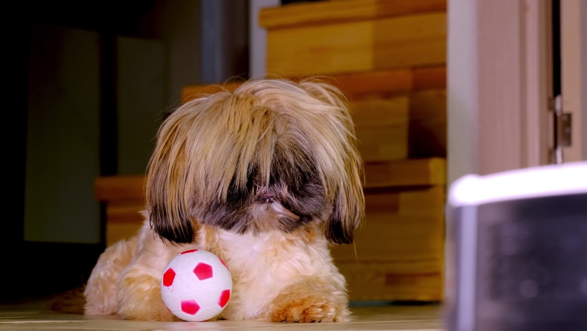 Shih tsu dog stands up looking at working robot vacuum cleaner near steps in room closeup. Automatic appliance to keep house clean