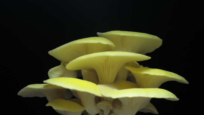 Growing oyster mushrooms rising from soil time lapse 4k footage. | Shutterstock HD Video #1088195085