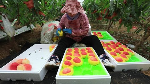 LUANNAN COUNTY, China - March 11, 2022: farmers sort fresh peaches and pack them for outward transportation in a greenhouse, North China