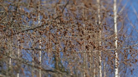 Dry larch with large cones. The wind moves the branches slightly. Selective focus