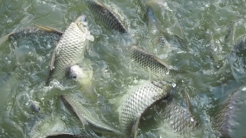 Footage Full HD 1080P, a herd of Common Silver Barb (Barbonymus goniotus), scrambling to eat bread, on the water in a park.