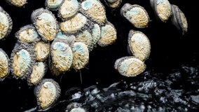 Young abalone hurry back to aerated water in tank; sought-after sealife - Powered by Shutterstock - Get 15% off with code: PIKWIZARD15