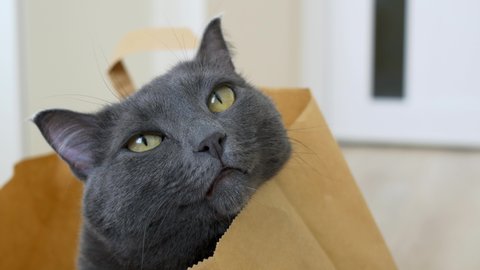 Close-up of the muzzle of a cute gray cat that sits in a paper bag from the store. Funny life of domestic cats in the house.Love for pets. The cat looks around.