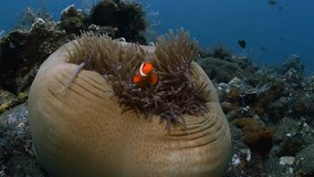A family of Clownfish - Western Anemonefish Amphiprion ocellaris, living in an anemone. Underwater world of Tulamben, Bali, Indonesia.