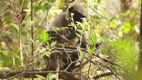 Goa, India. Funny Gray Langur Monkey With Newborn Sitting On Of Tree Branch. Monkey With Infant Baby.