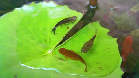 Guppy and Red swordtail Fish on the green leaf of water lily in a pond.