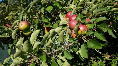 a branch of an apple tree with red apples hanging on it swings. harvesting from fruit trees