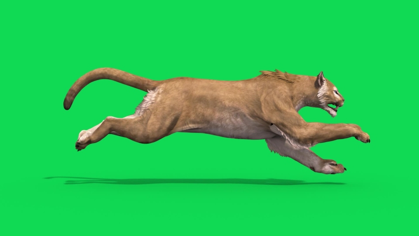 Puma Green Screen Runcycle Loop Side Animals 3D Rendering Animation | Shutterstock HD Video #1088205351