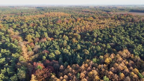 Aerial view of forest in autumn colours, Annendaalsbos, Maria Hoop, Limburg, Netherlands.