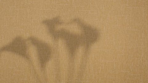 Calla flowers shadow on a light brown wall. Silhouette of flowers in front of a window in sunny weather. 4K.