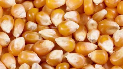 Zoom out popcorn corn macro.