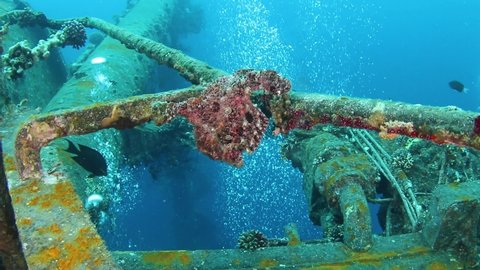 Giant pink frogfish holding on a ship wreck Cedar Pride underwater tropical underwater scenery