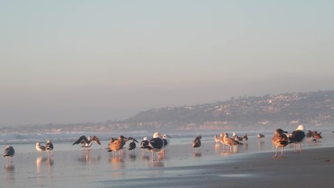 Seagull birds by ocean water on beach, sea waves at sunset in California, USA. Flock or colony of avian on coast littoral sand of pacific shore, many sea gulls and seascape at sundown on Mission beach
