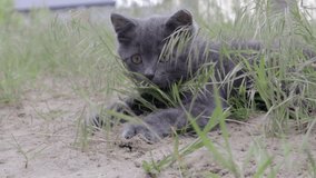A small gray kitten is playing among the grasses with overgrown grass, while looking at a certain point and suddenly jumping out of the frame.