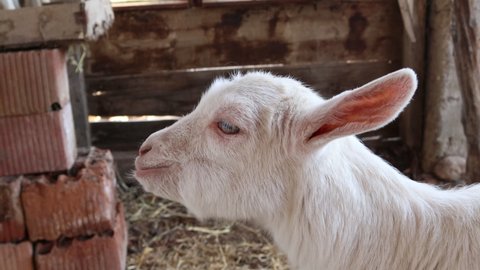 Cute sitting white baby goat sheep in a farm, background banner panorama 