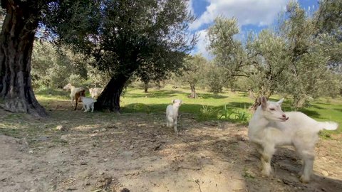 Baby goats are playing and jumping with each other under the olive trees in nature. Baby goats fed by suckling milk from the mother goat in a olive grove.