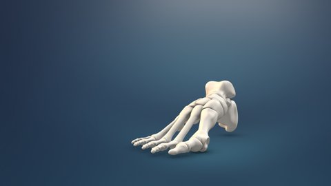 Close up of human foot bone medical background